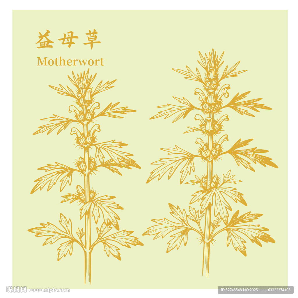 益母草中药材草本植物插画