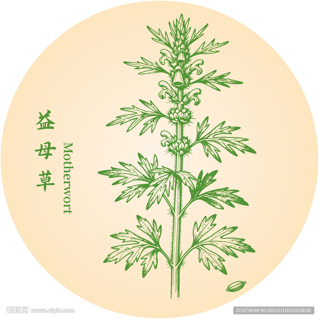益母草中药材草本植物插画