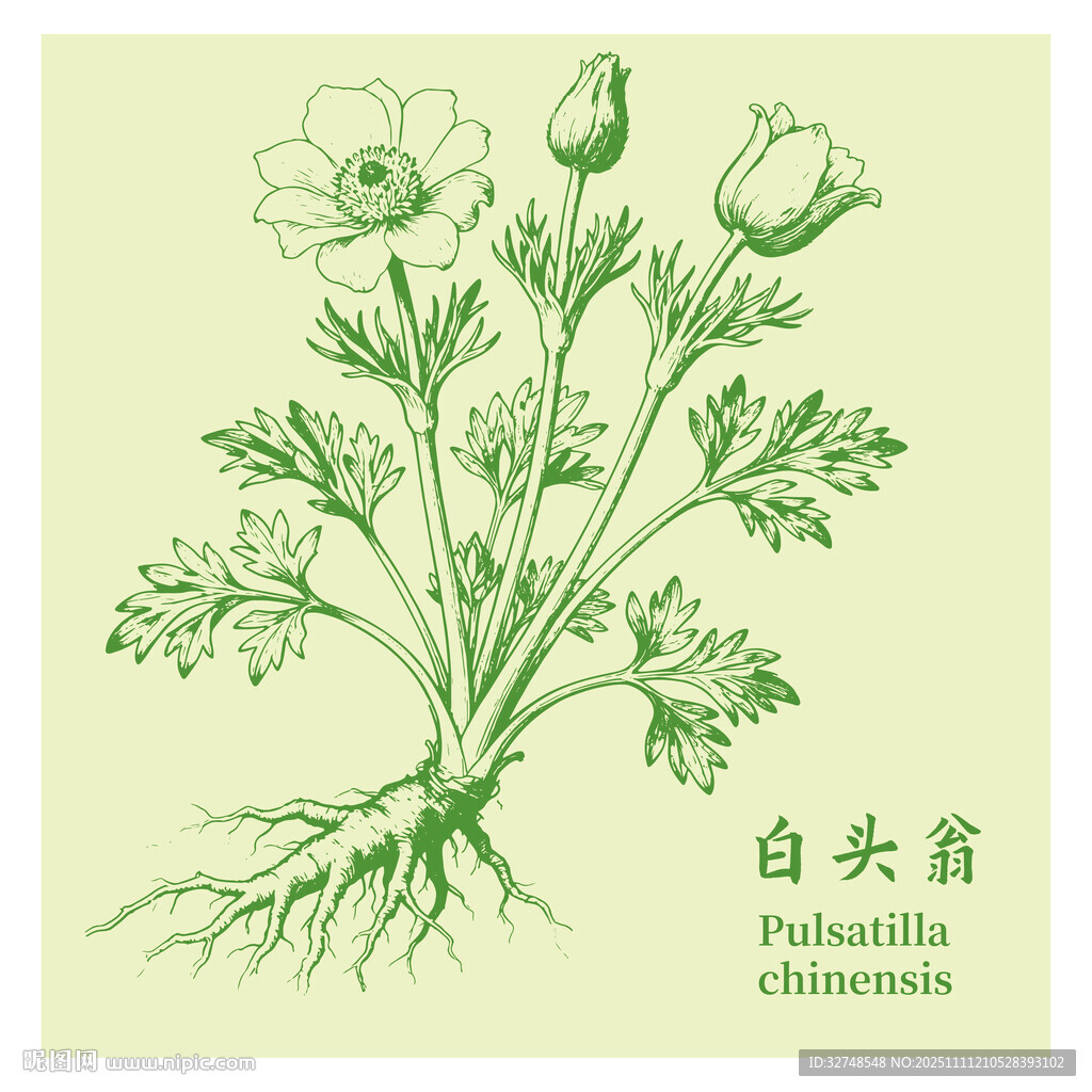 白头翁中药材草本植物手绘
