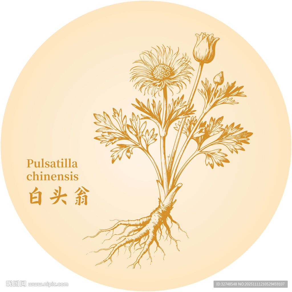 白头翁中药材草本植物手绘