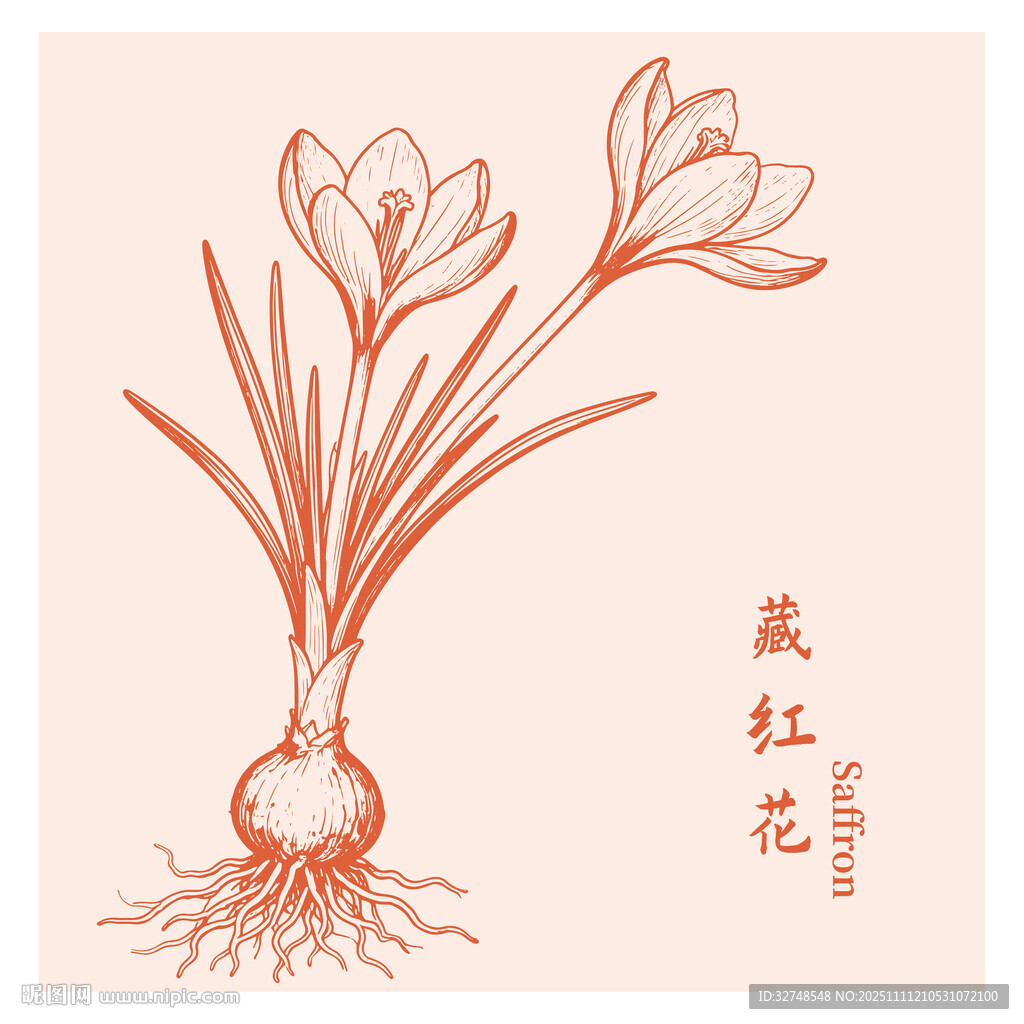 手绘藏红花中药材草本植物插画