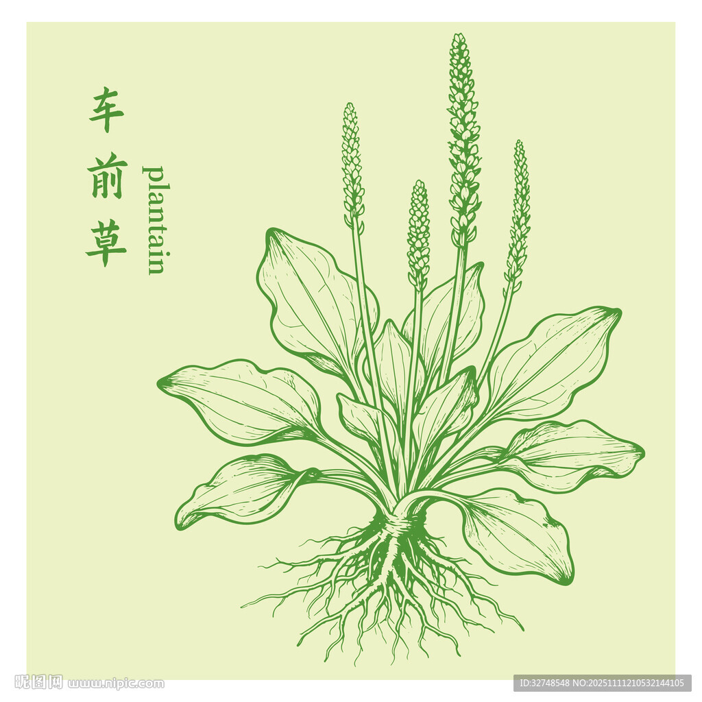 手绘车前草中药材插画图案