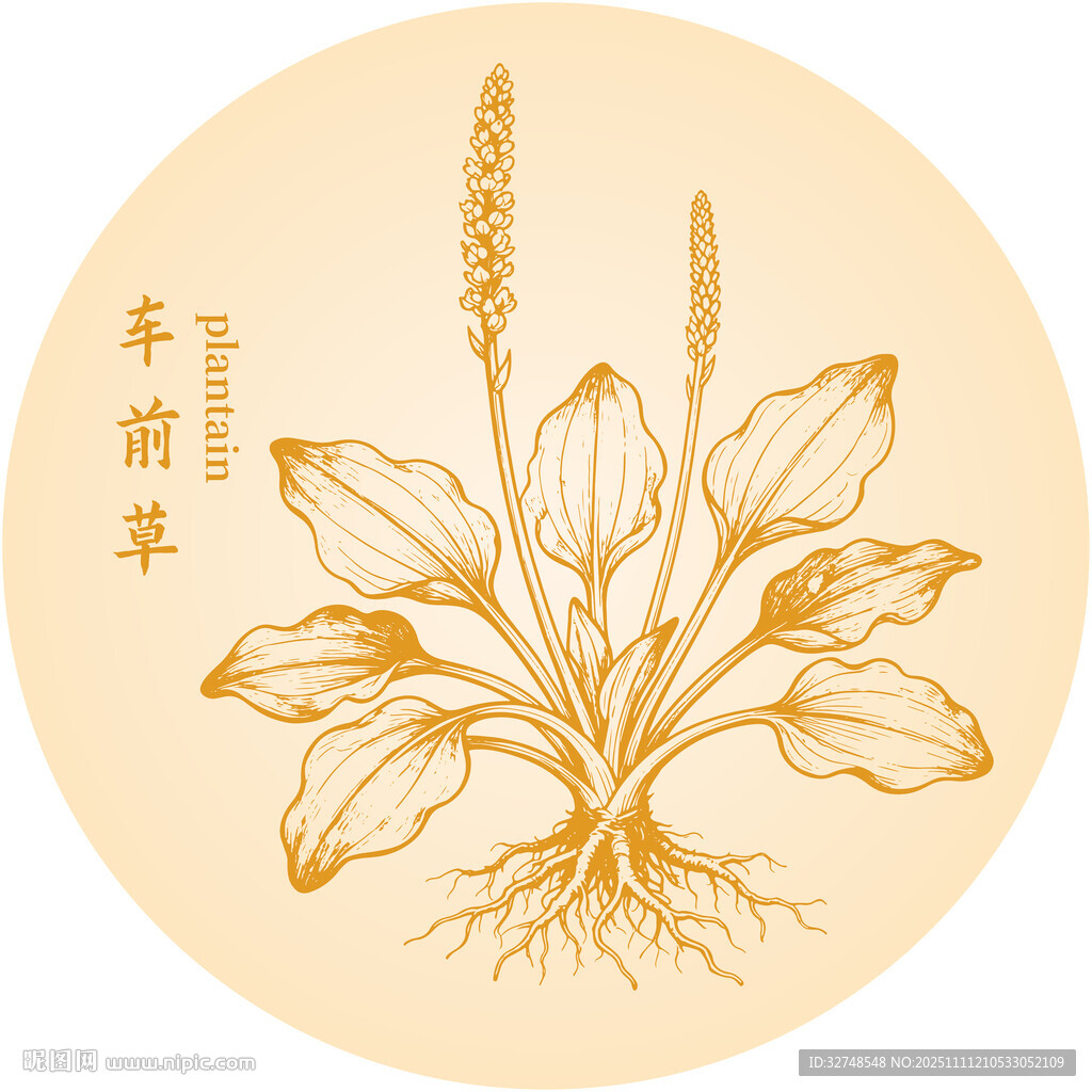 手绘车前草中药材插画图案