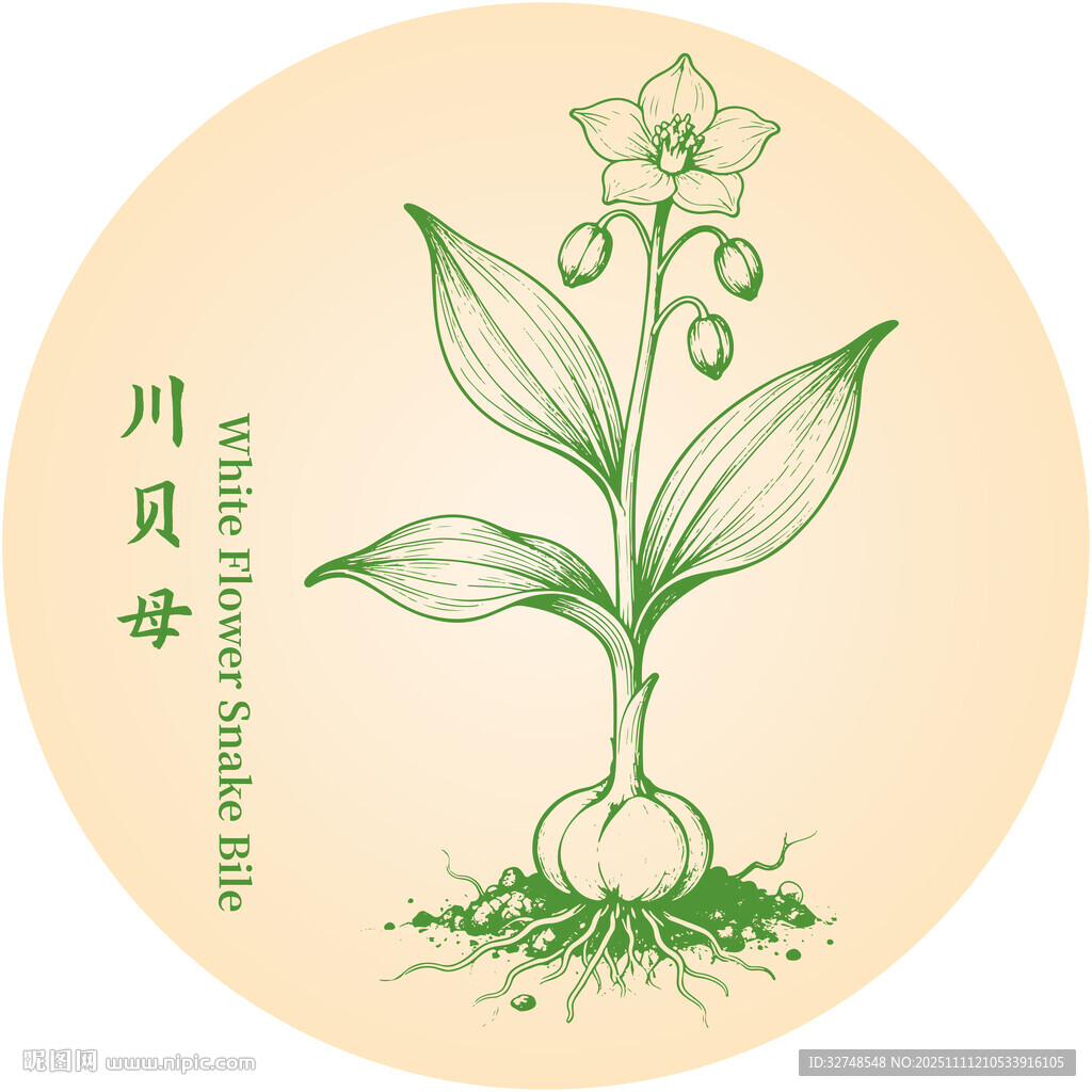 川贝母手绘中药材植物图