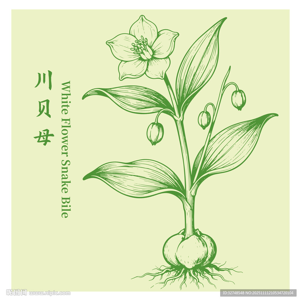 川贝母手绘中药材植物图