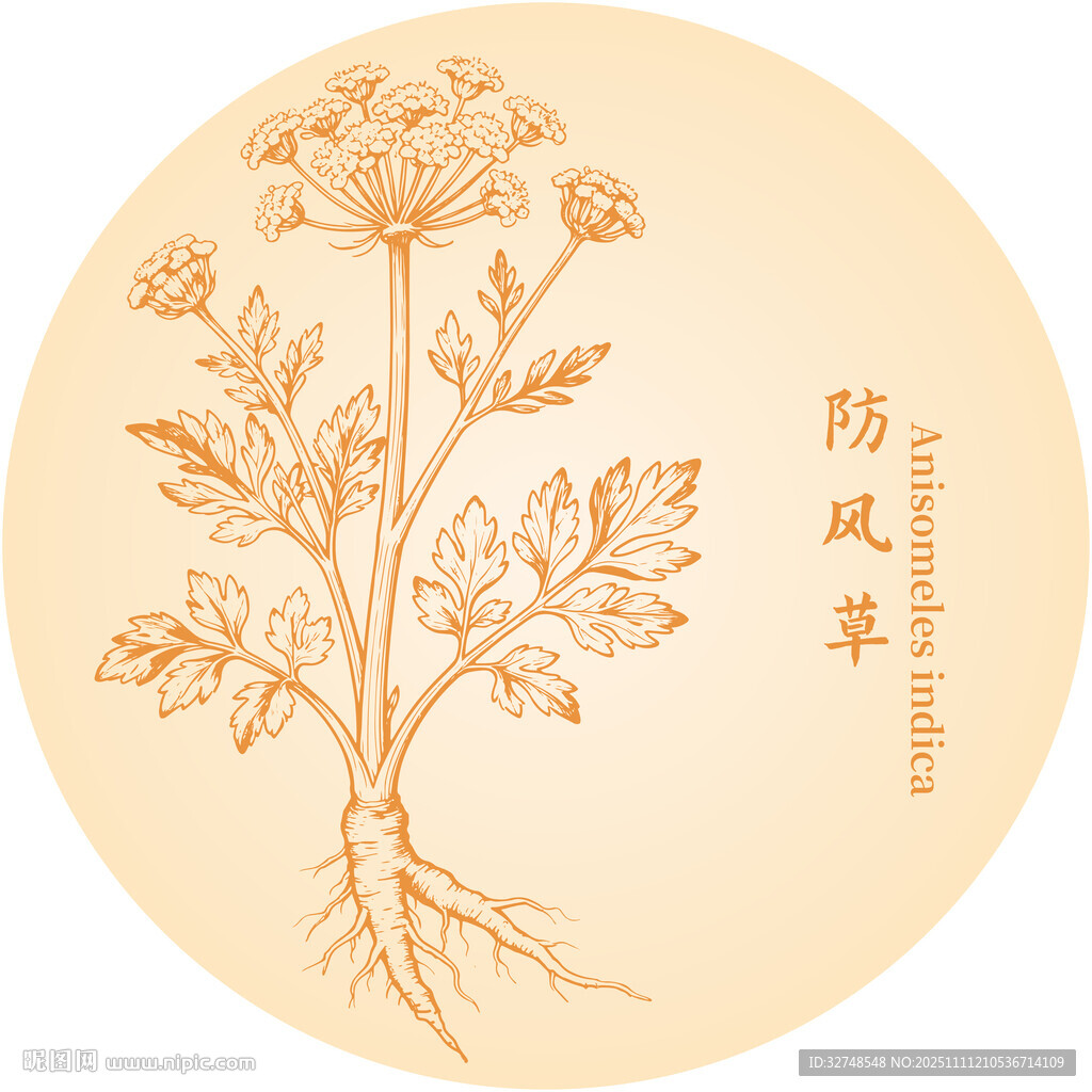 防风草草本植物手绘插画