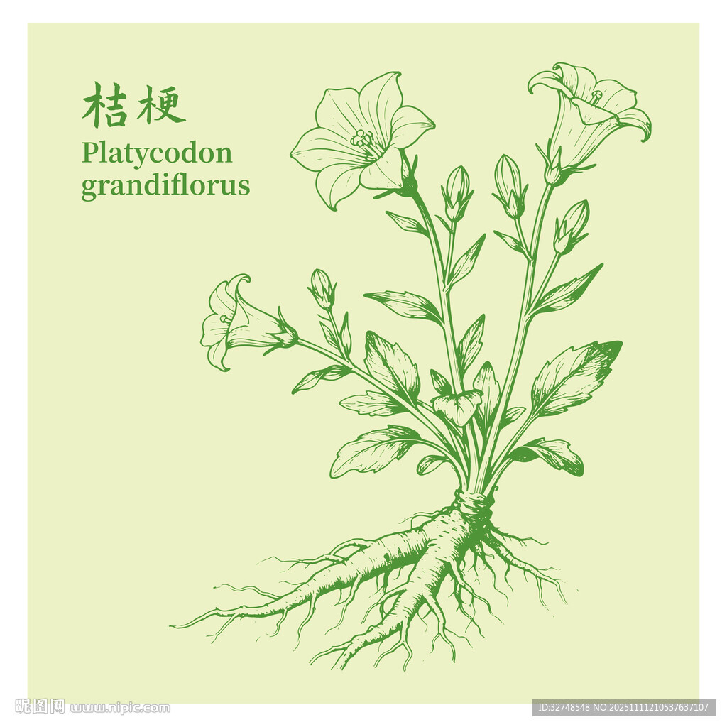 桔梗中药材植物插画图