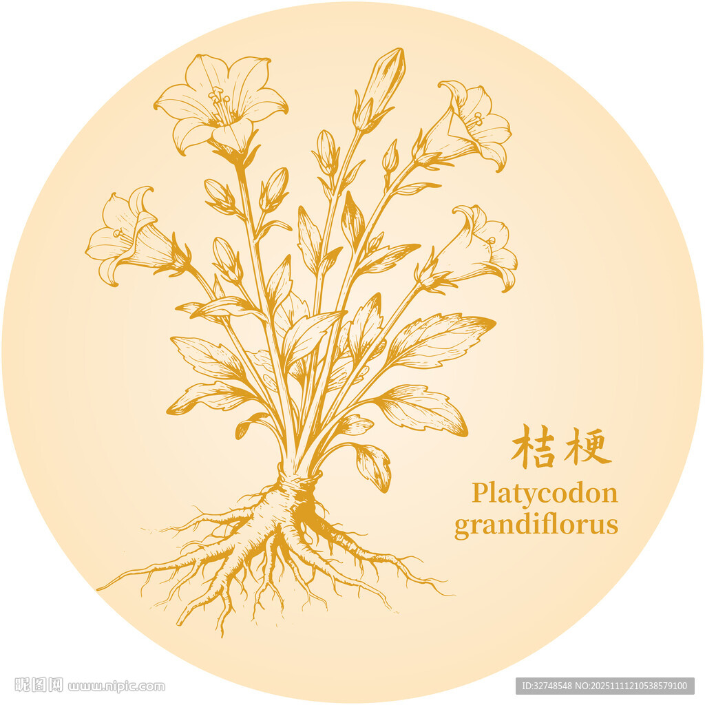 桔梗中药材植物插画图