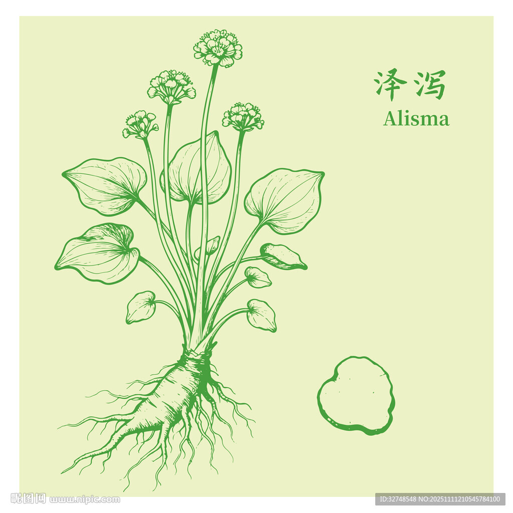 泽泻植物手绘图鉴