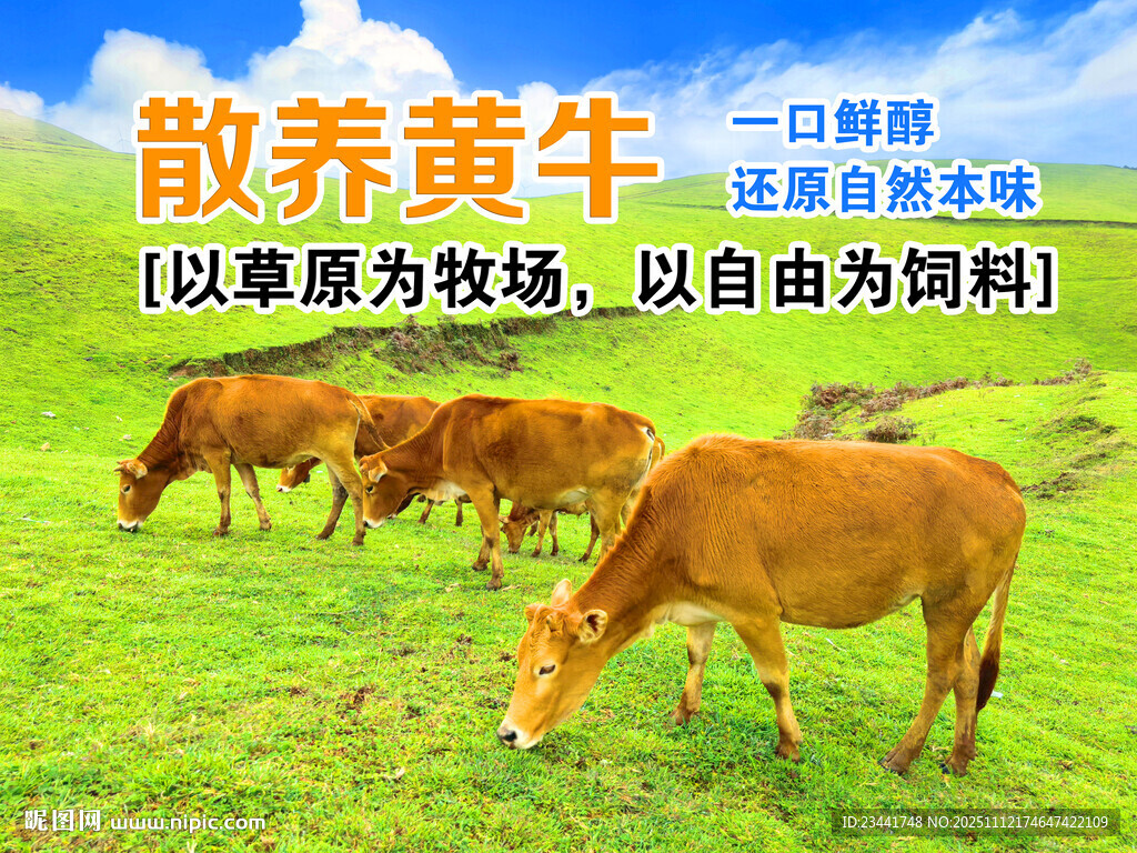 草原散养黄牛