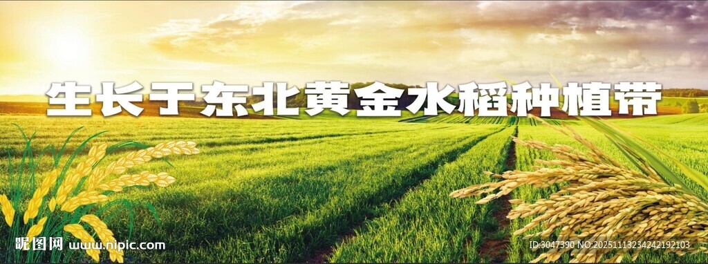 黄金水稻种植海报五常大米