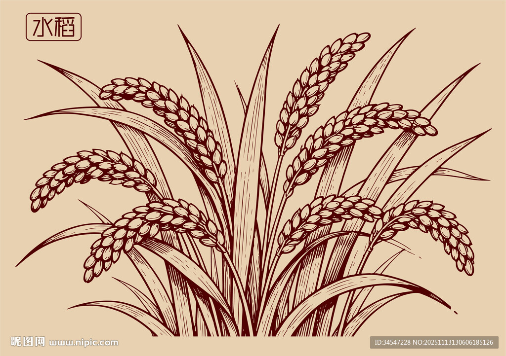 水稻插画