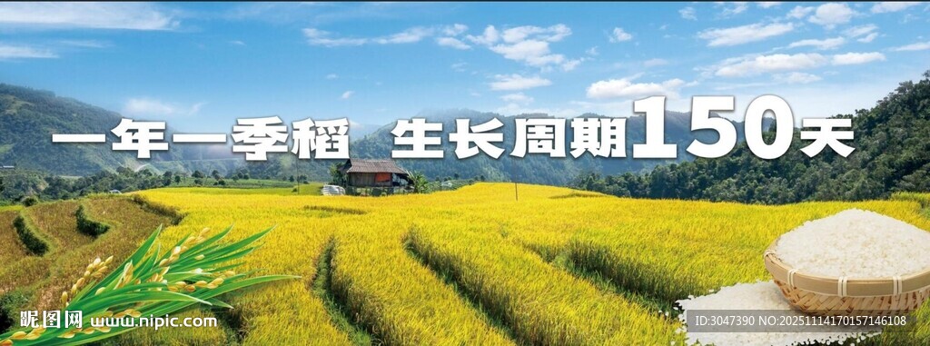 有机大米稻田风光中的丰收美景