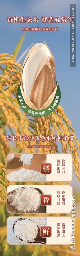 有机生态米五常大米水稻海报