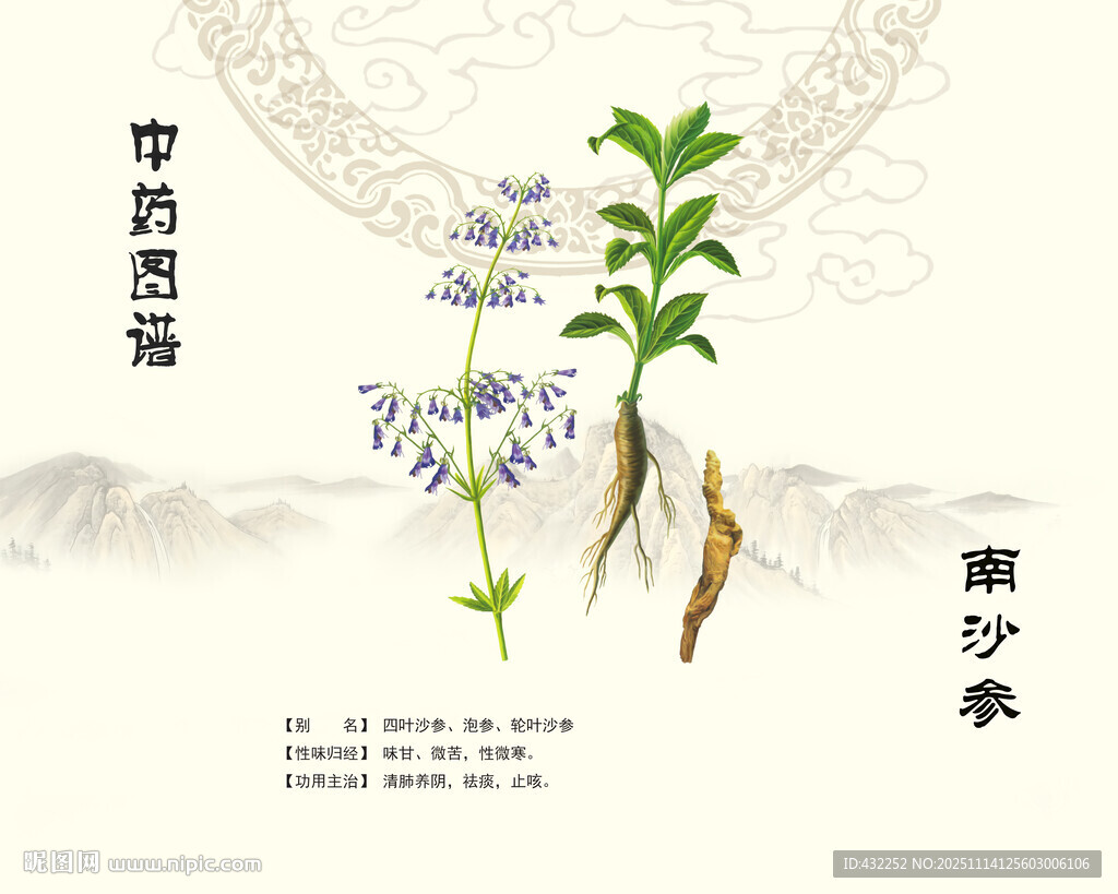沙参植物插画展示