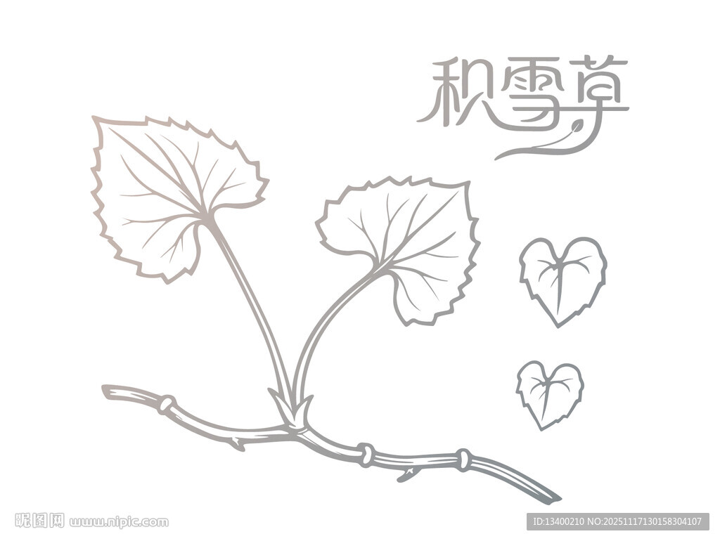 积雪草植物线稿图