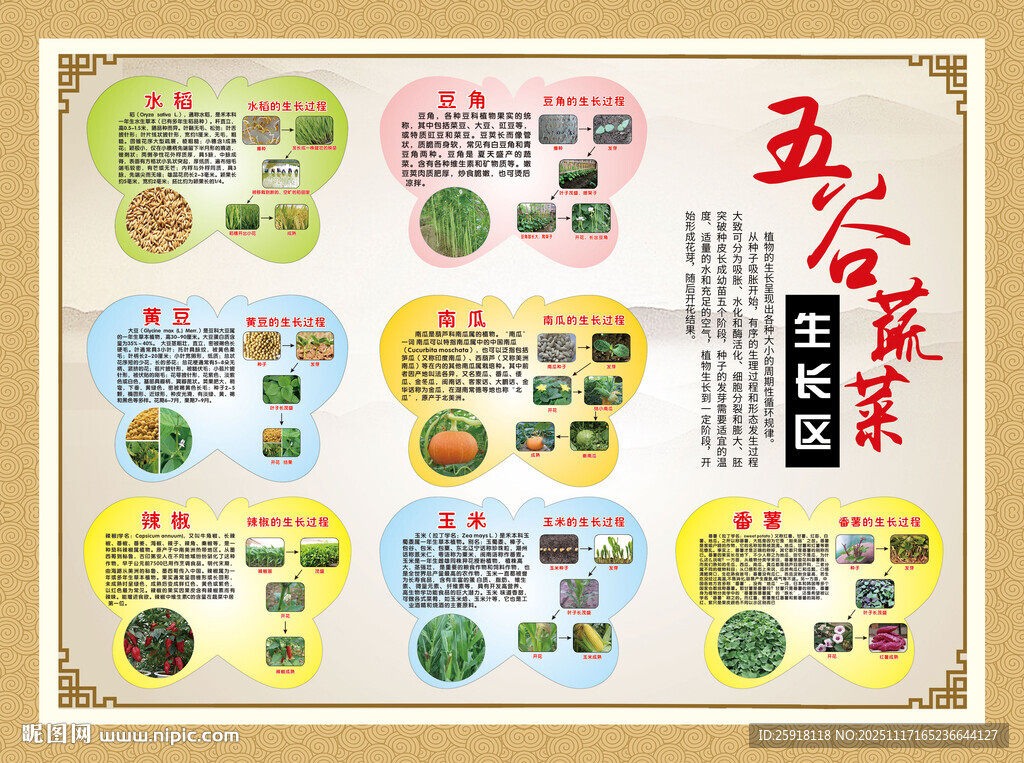 蔬菜生长历程展板图片