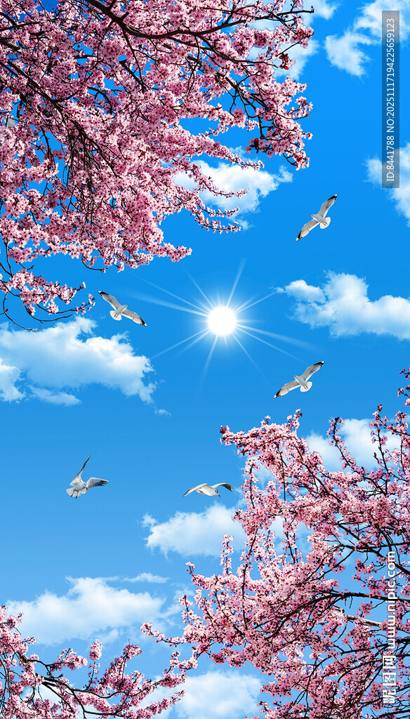 仰视蓝天白云樱花