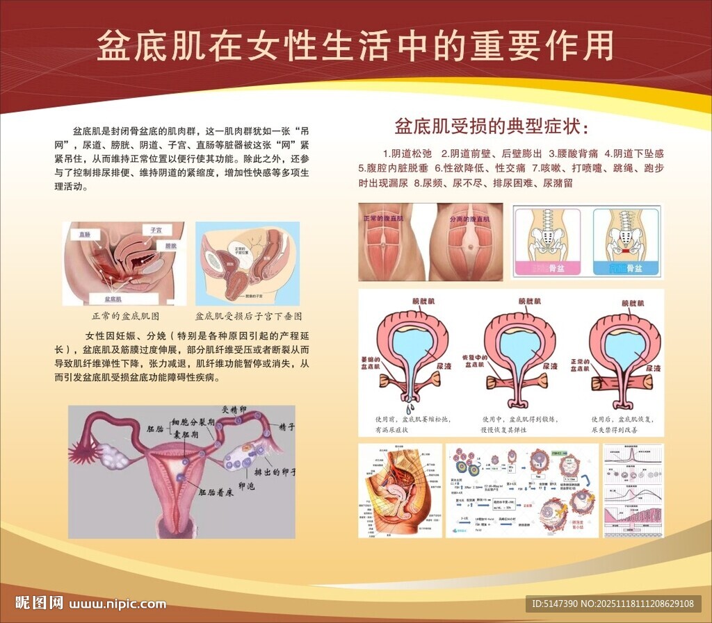 盆底肌在女性生活中的重要作用 