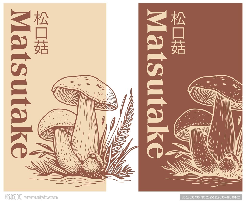 手绘松茸松口菇