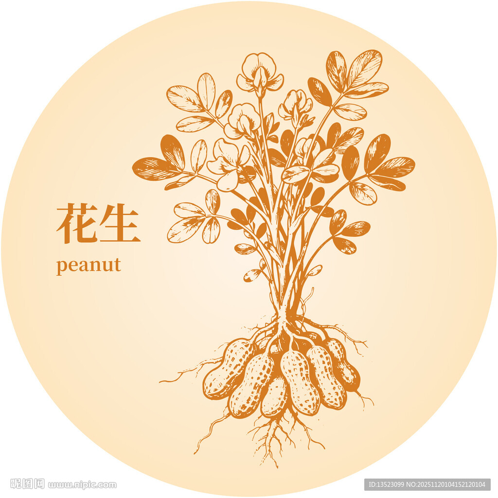 手绘花生植株图
