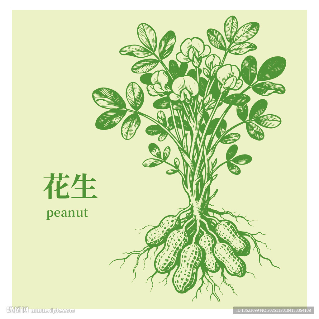 手绘花生植株图