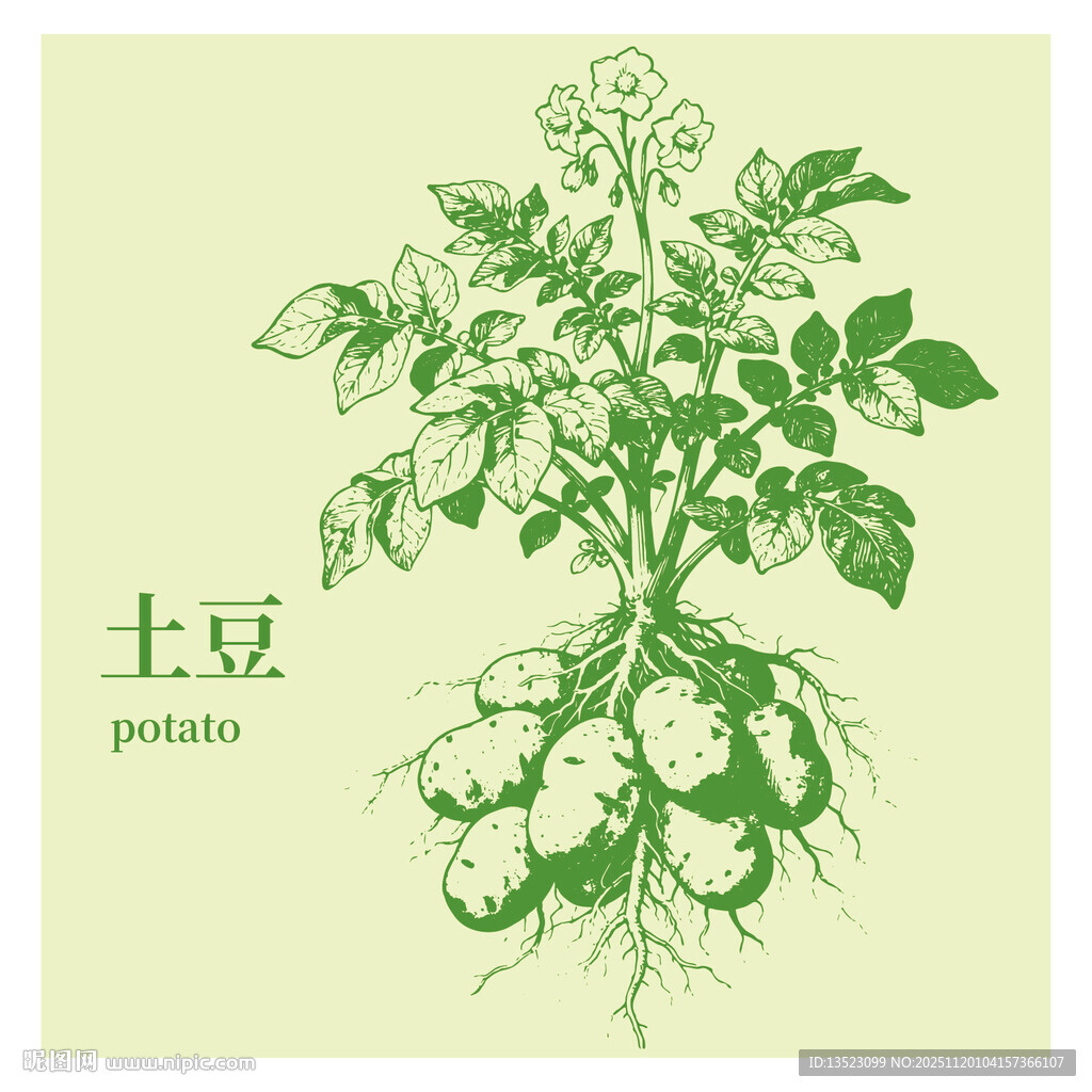 手绘土豆植株图