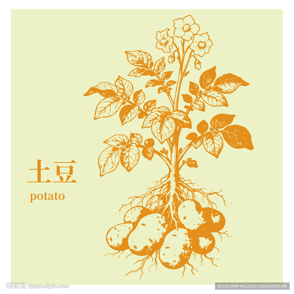 土豆植株插画