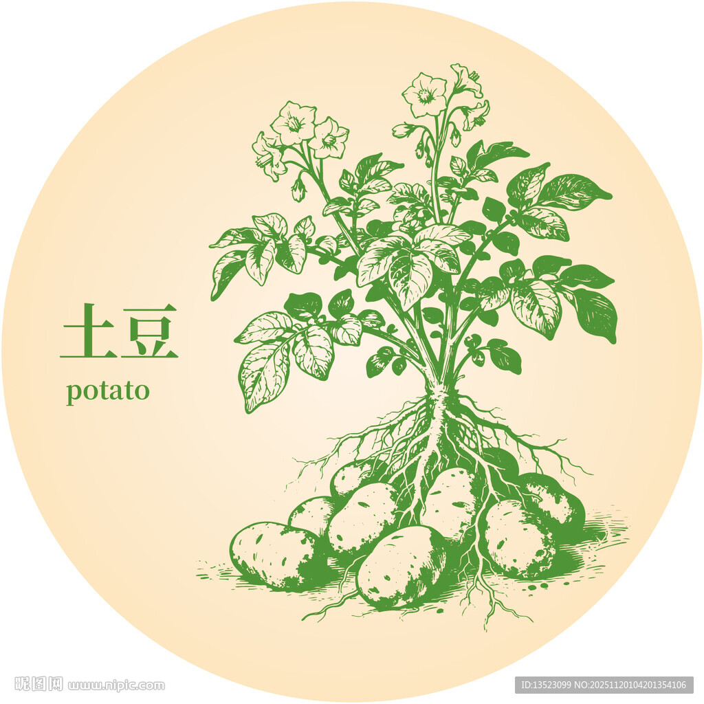 手绘土豆植株图案
