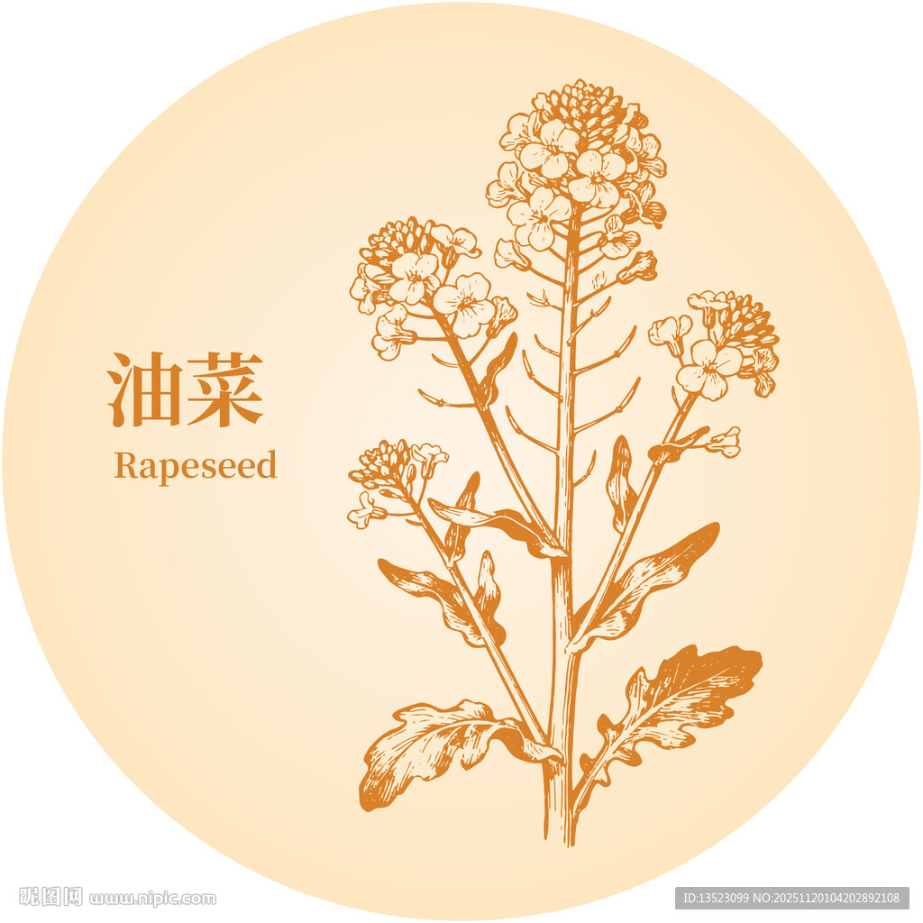 油菜植物插画