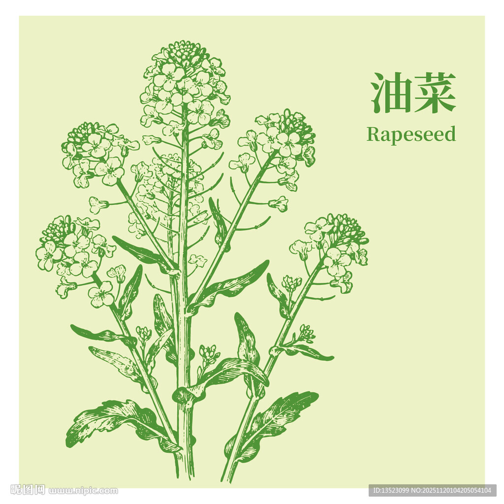 手绘油菜植物图