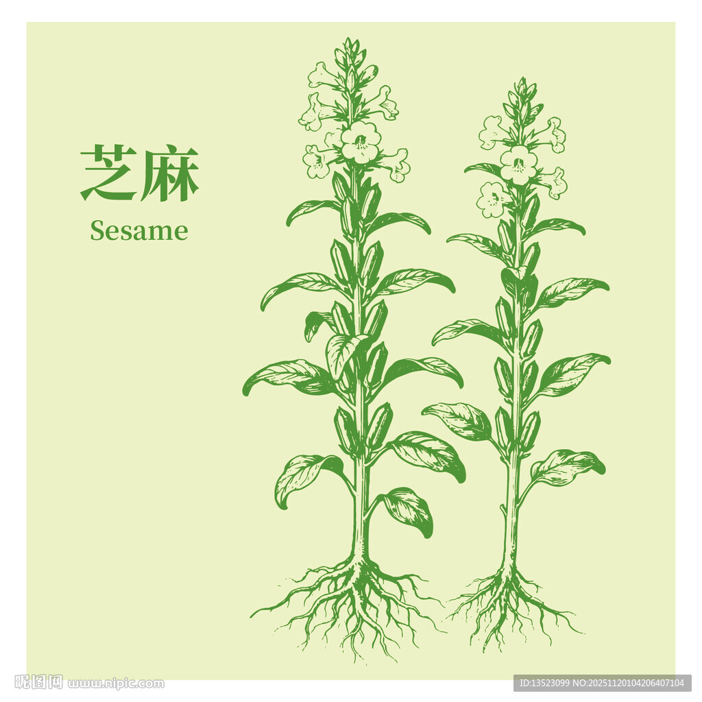 手绘芝麻植株图