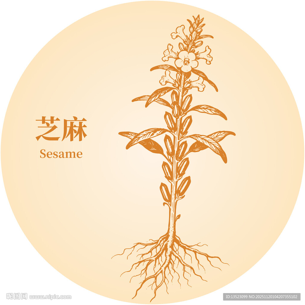 芝麻植株插画