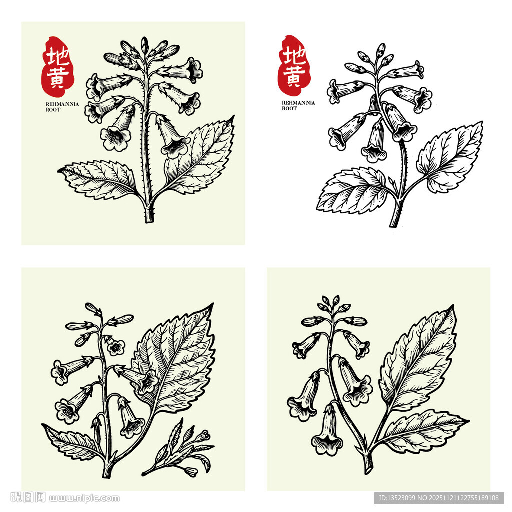 地黄中草药草本植物插画