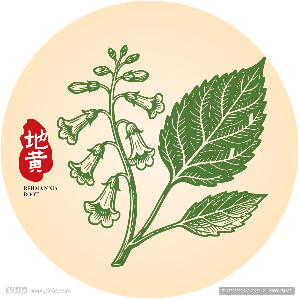 地黄中草药草本植物插画