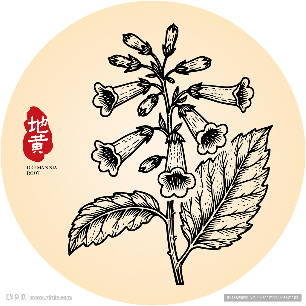 地黄中草药草本植物插画