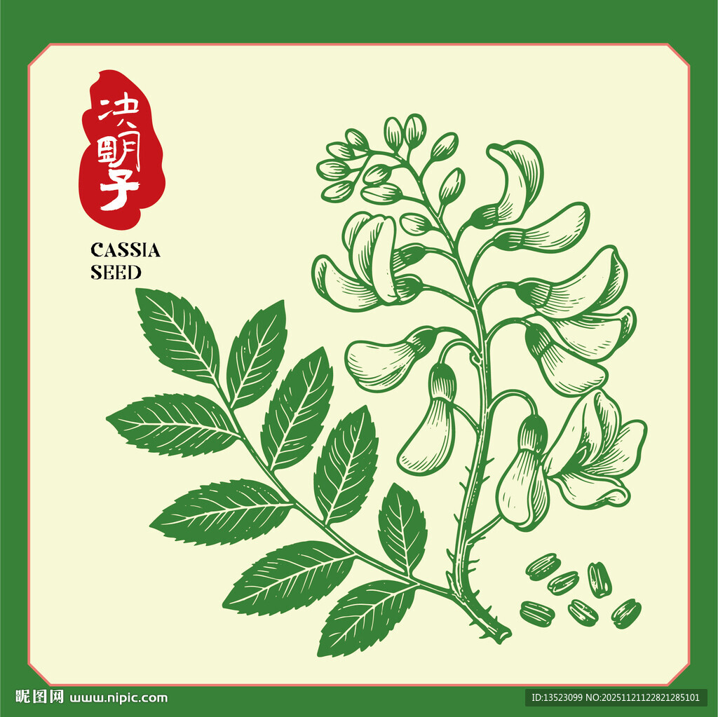 决明子植物手绘插画