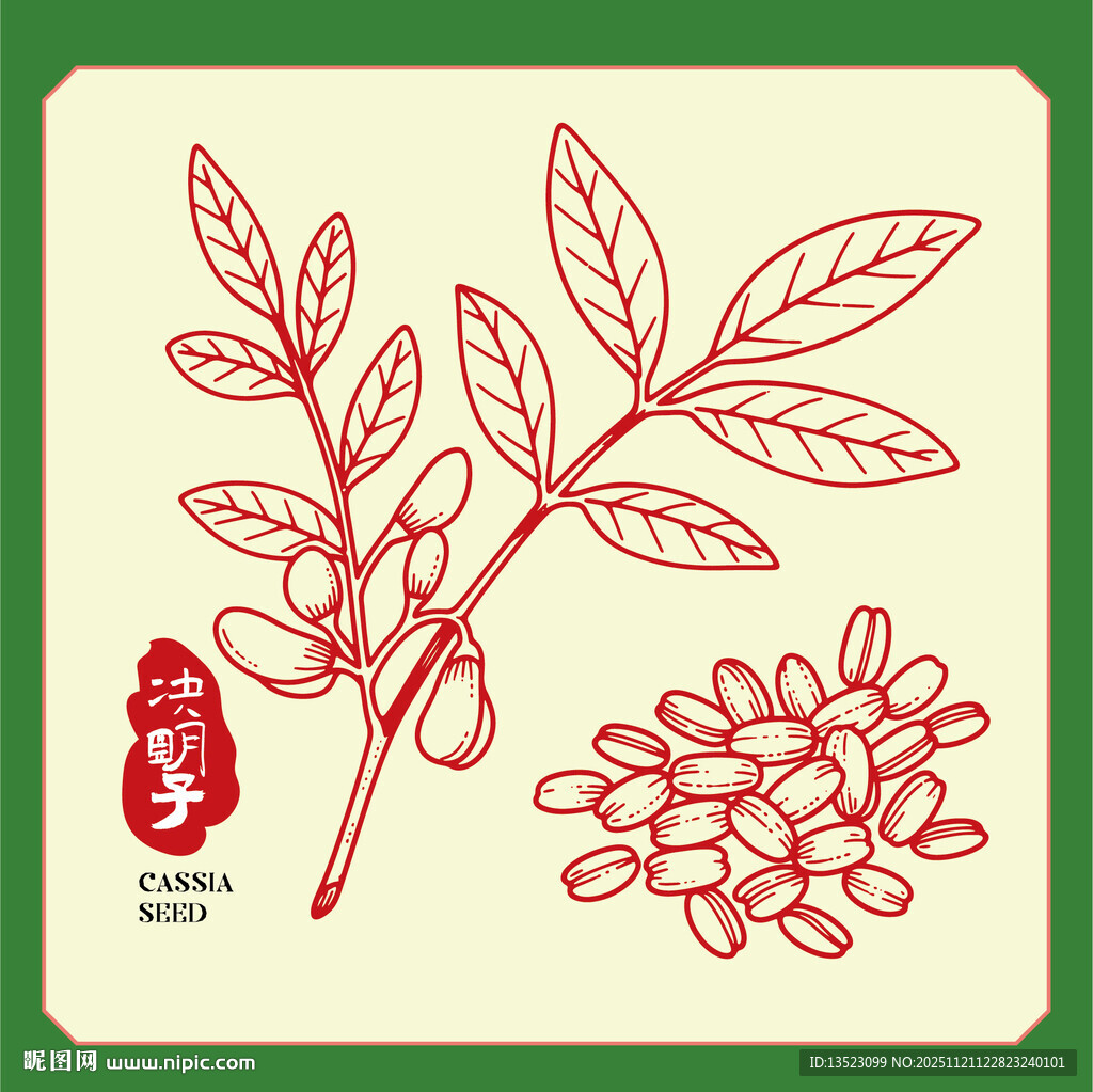 决明子插画手绘草本中药材 