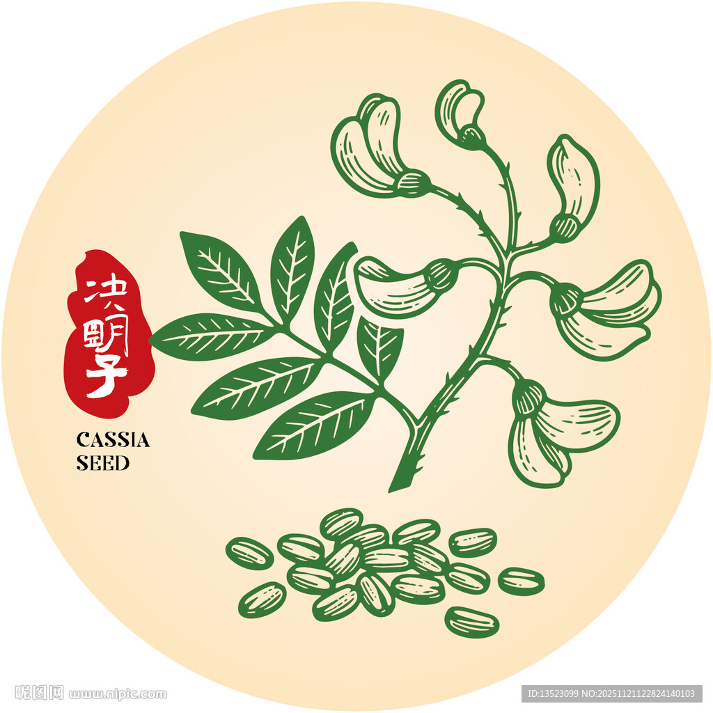 决明子插画手绘草本中药材 