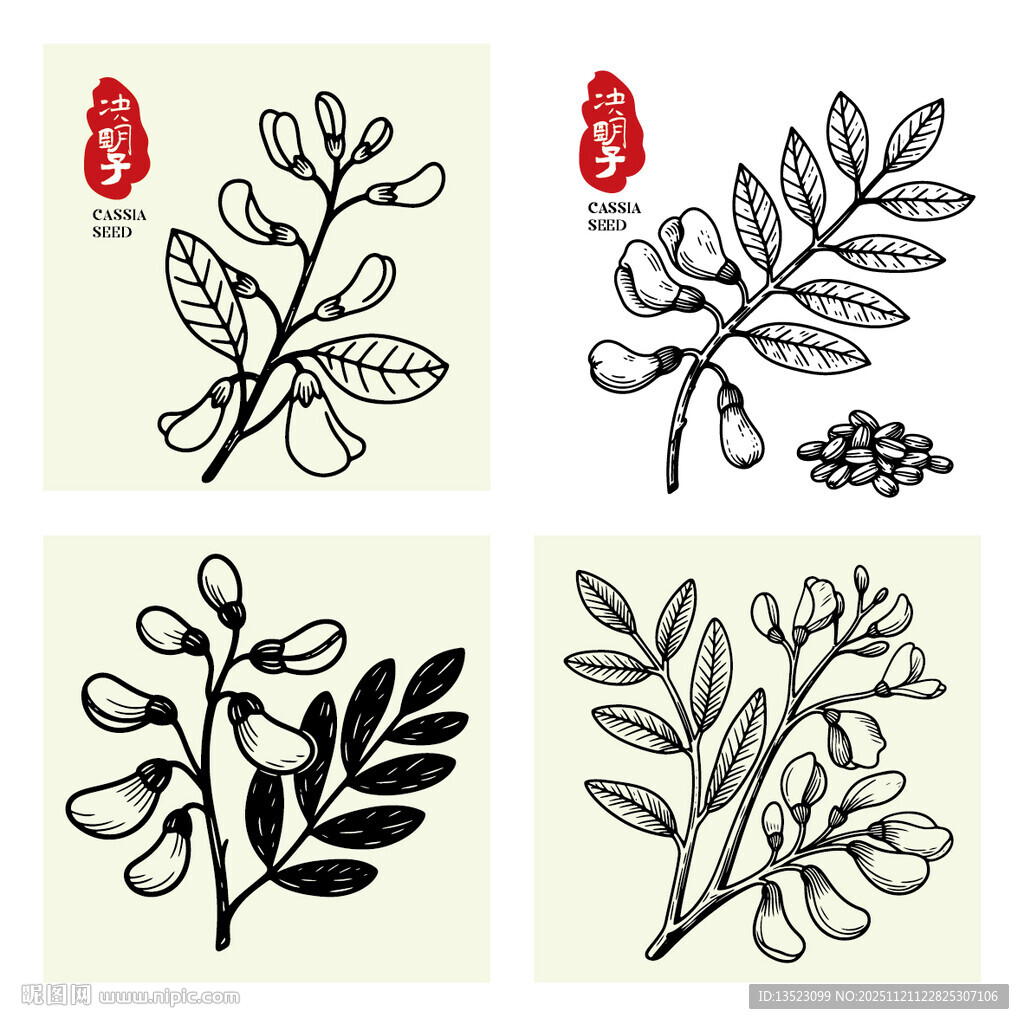 决明子插画手绘草本中药材 