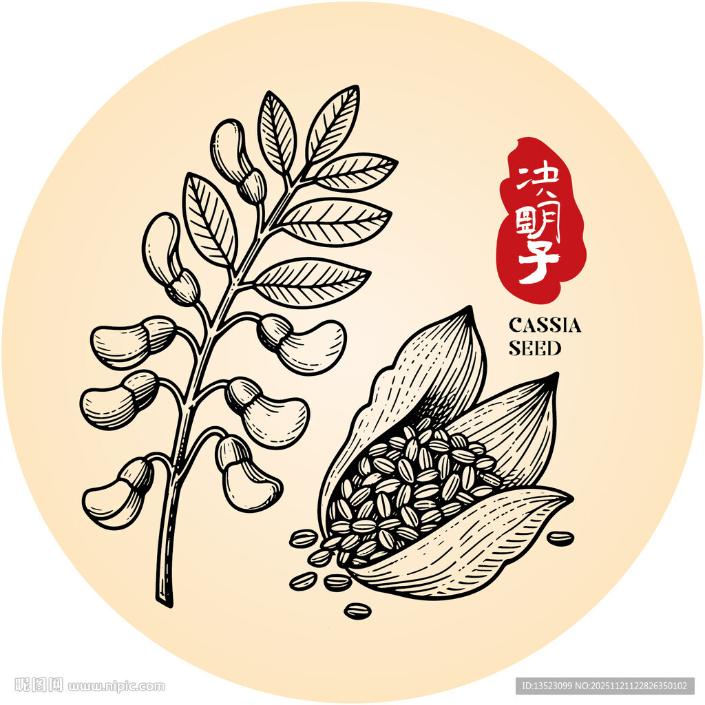决明子植物手绘插画