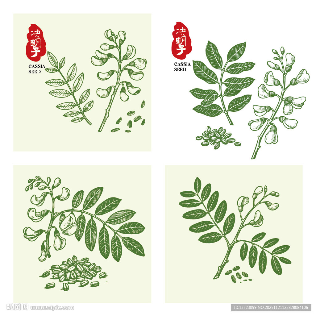 决明子植物手绘插画
