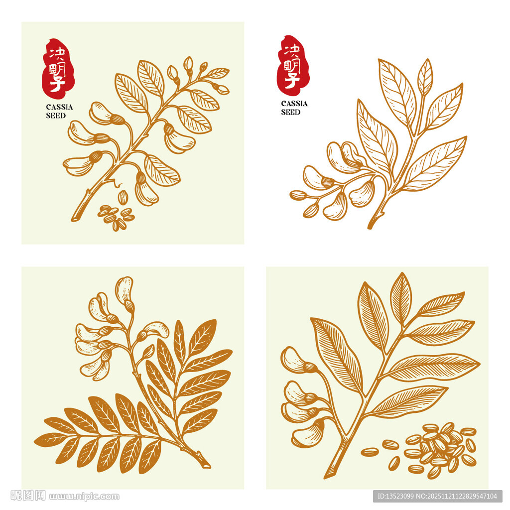 决明子植物手绘插画