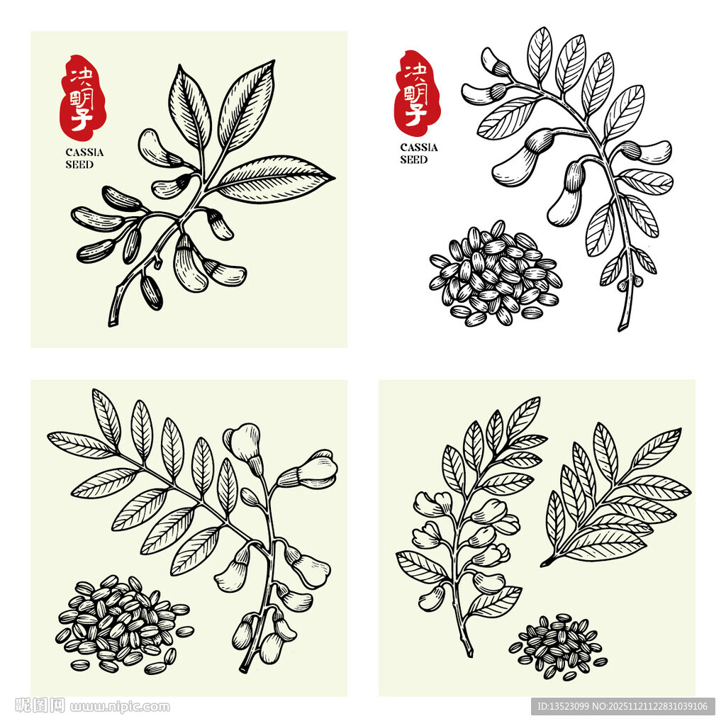 决明子植物手绘插画