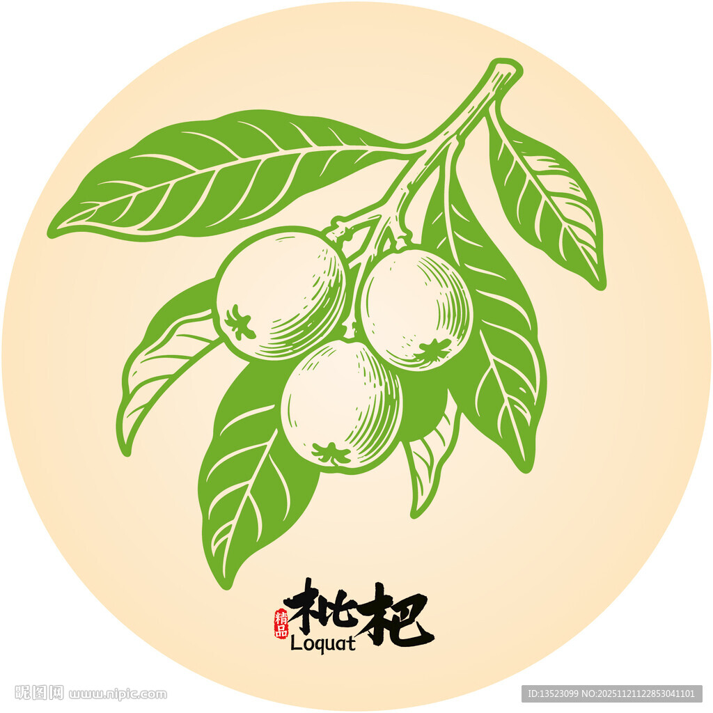 手绘枇杷枝叶图