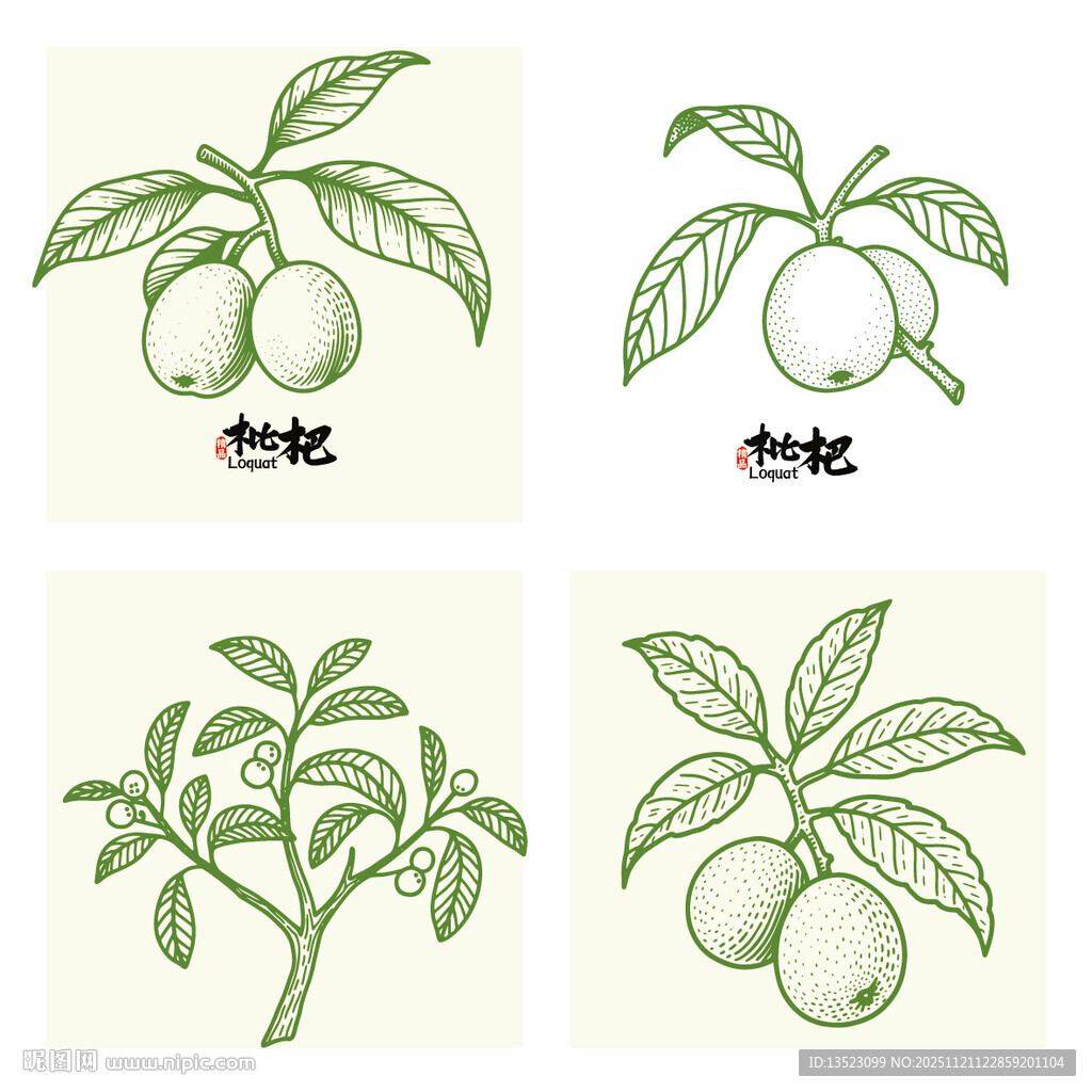 手绘枇杷植物图案集合