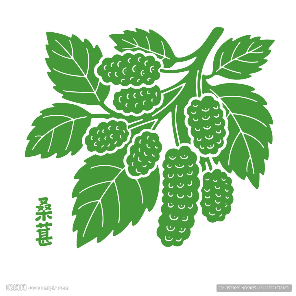 手绘桑葚枝叶图