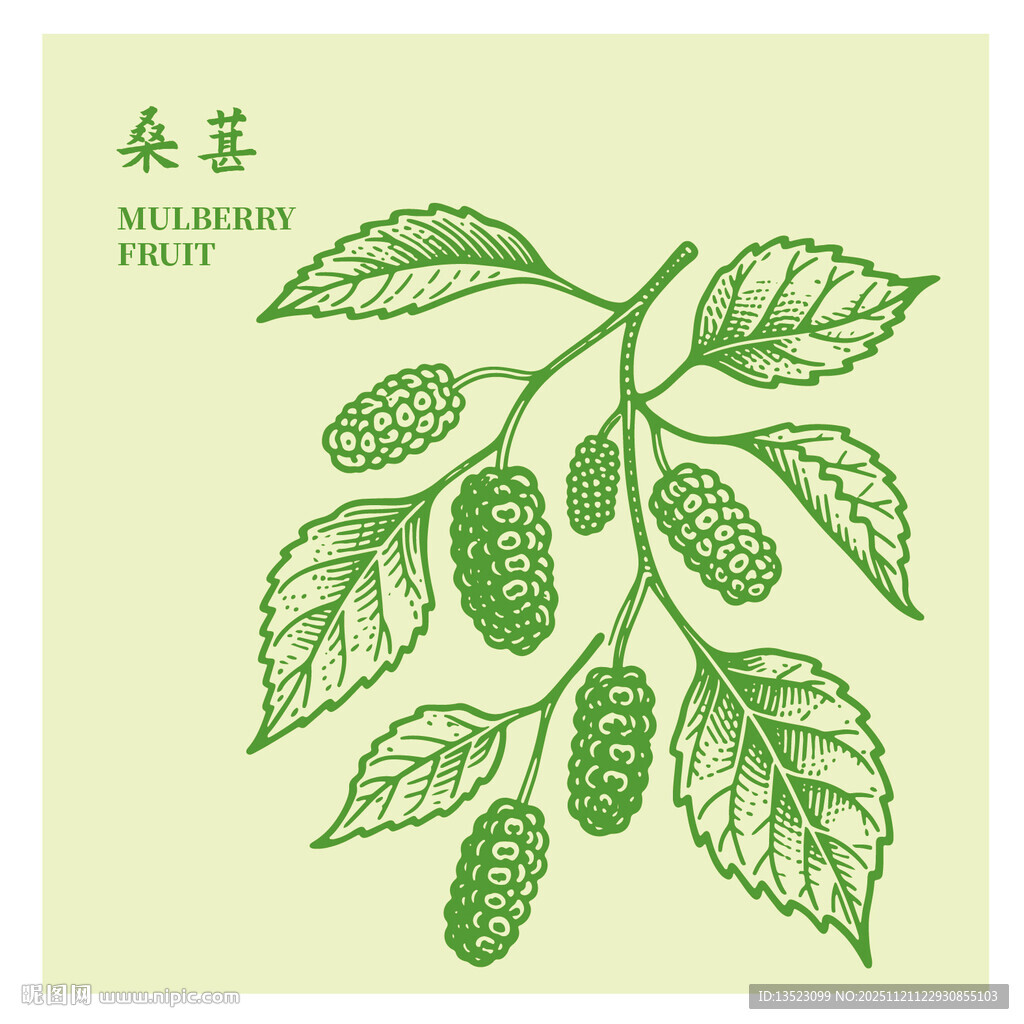 手绘桑葚枝叶图版画线稿