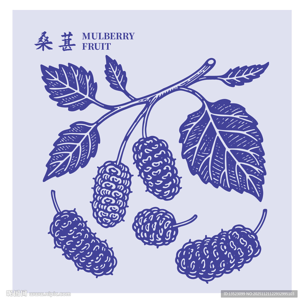 手绘桑葚枝叶果实图案