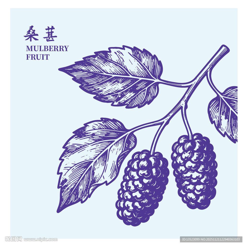 手绘桑葚枝叶果实图